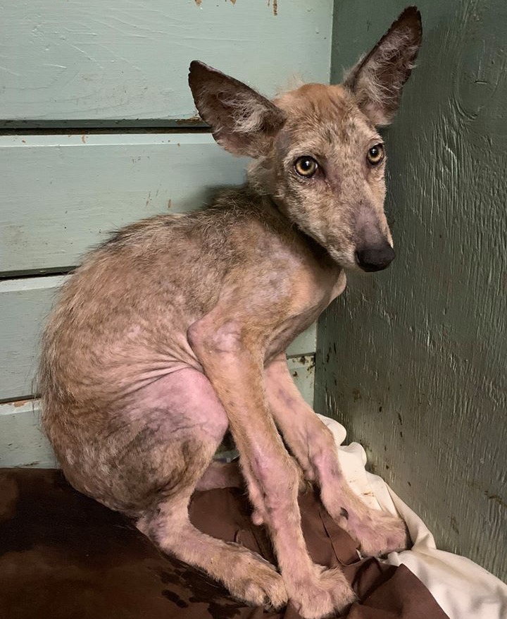 Hairless coyote on the mend