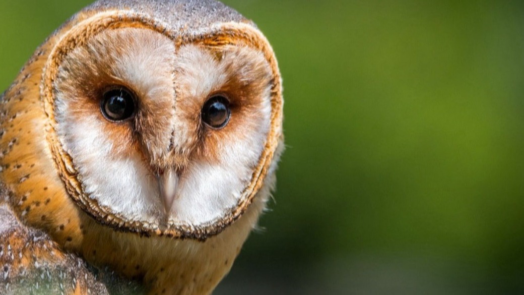 Barn Owl - Shades of Hope
