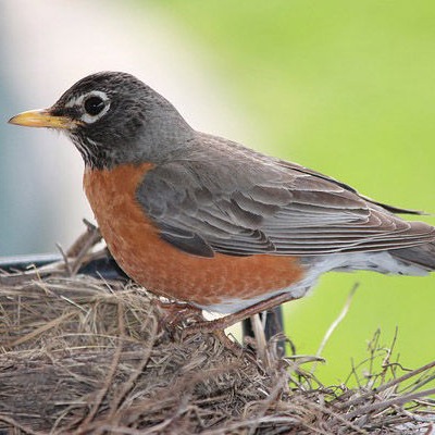 American Robin in care at Shades of Hope