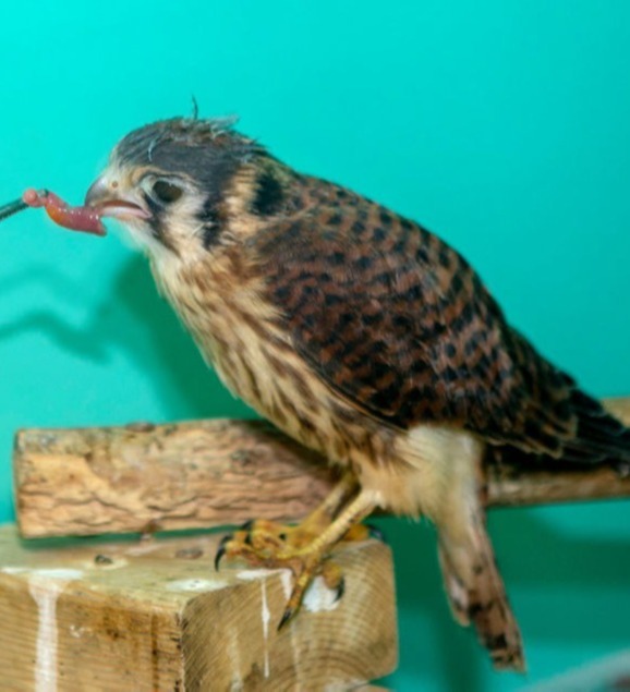 Peregrin Falcon
