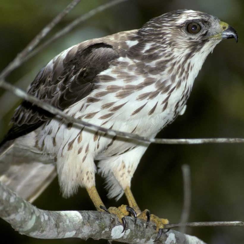 Broad-winged hawk