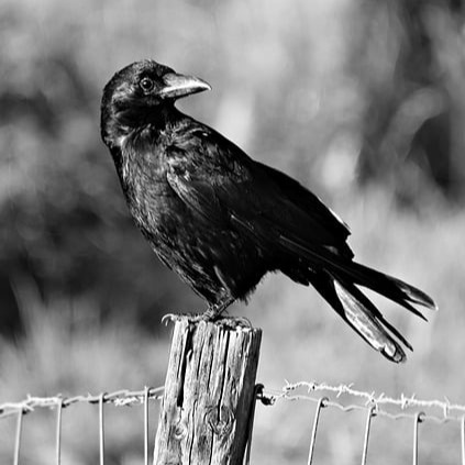 American Crow