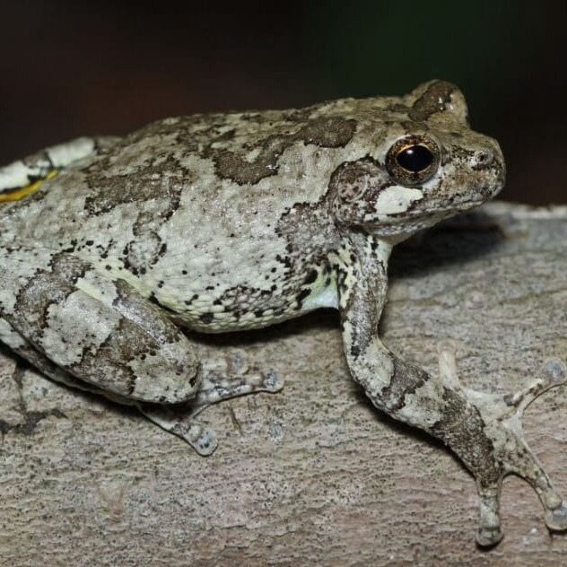 Gray Treefrog